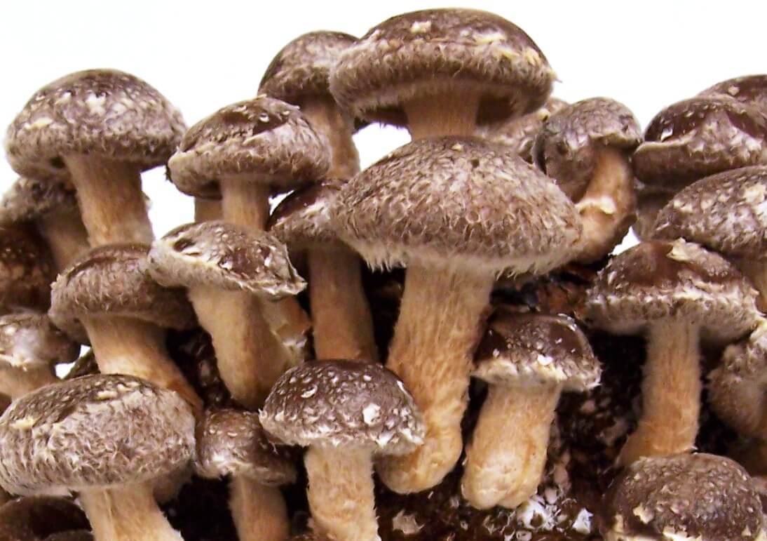 Fresh Organic Shiitake Mushrooms